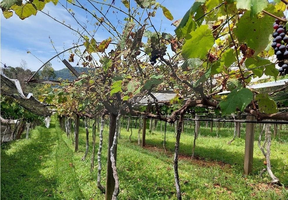 Imóvel com 2 quartos no Picada 48 Alta, Ivoti - Imagem 1