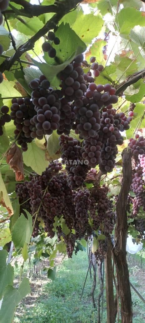 Imagem 29 do imóvel