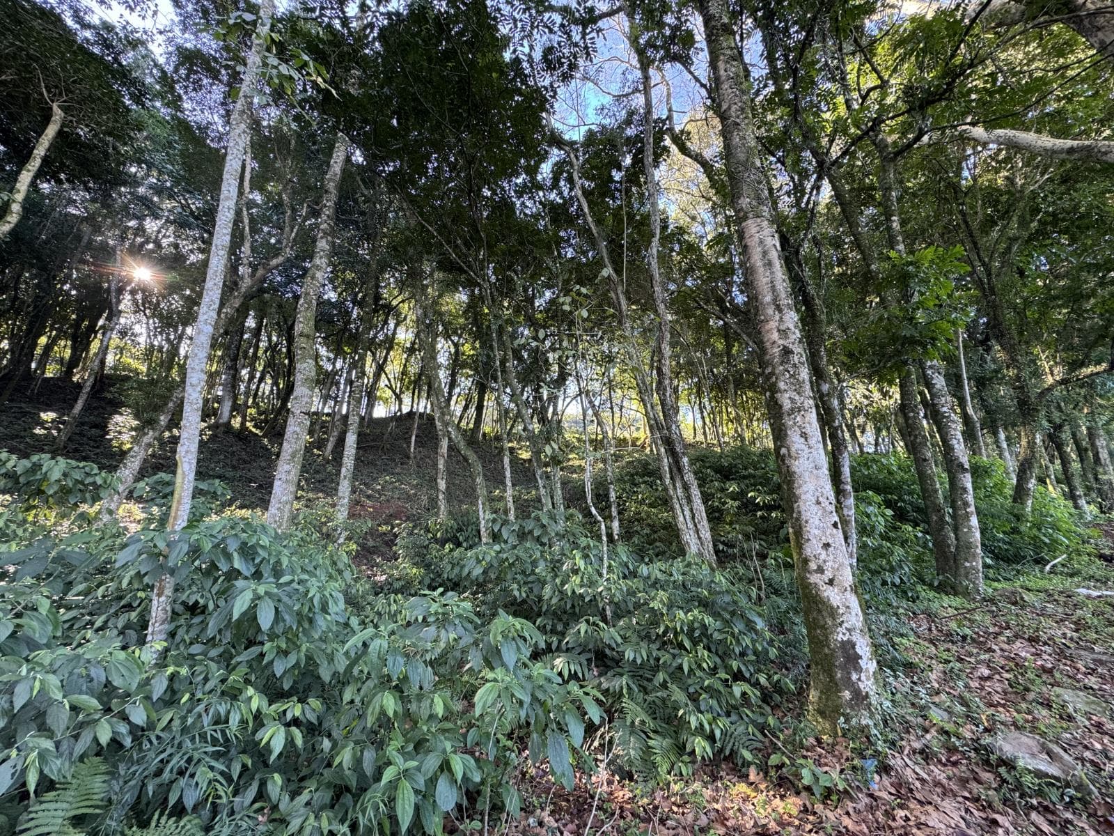 Imagem anterior