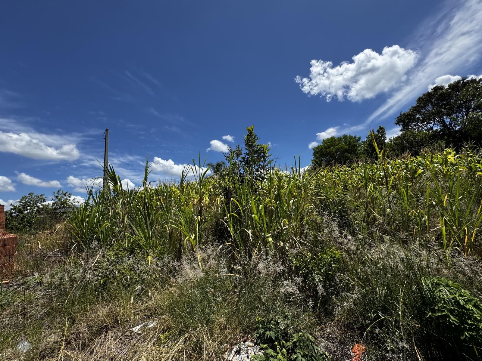 Imagem anterior