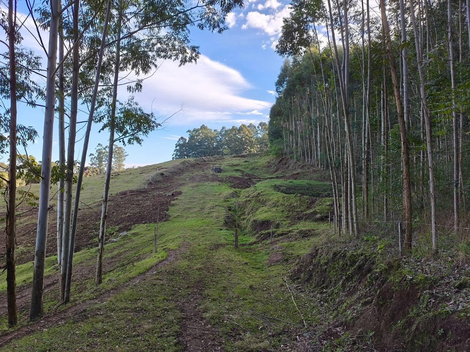 CHÁCARA / SÍTIO COM 3 DORMITÓRIOS, 1 VAGA, 100M² ÁREA PRIVATIVA para venda EM CAPELA DO ROSÁRIO - foto 3